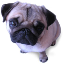 Welcher Hund Passt Zu Dir?