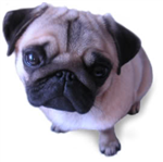 Welcher Hund Passt Zu Dir?