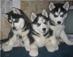 Puppy