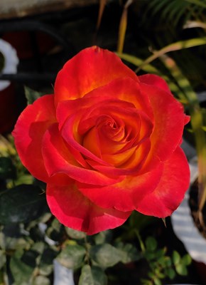 Hangi Rose’Sin?