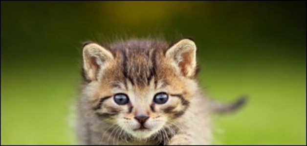 What warrior cat are you