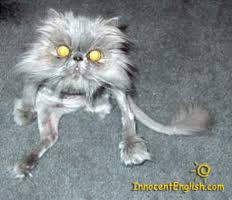Which Is A Cat?