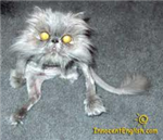 Which Is A Cat?