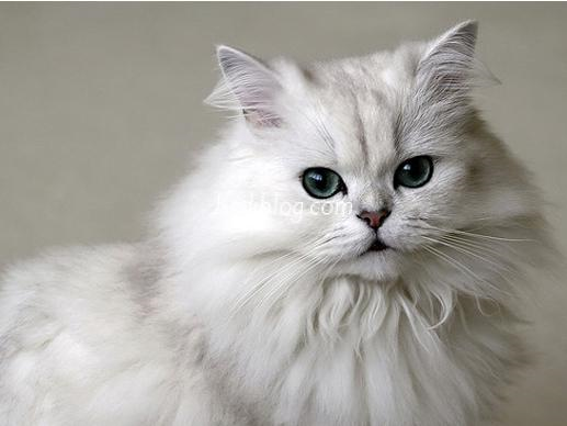 Hangi Kedi Turusun