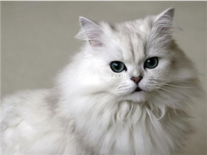 Hangi Kedi Turusun