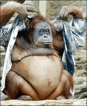 How Much Of An Orangutan Would You Look If You Got