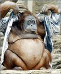 How Much Of An Orangutan Would You Look If You Got