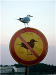 Es-Tu Mouette Aujourd'hui?