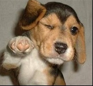 How Cute Are You?