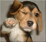 How Cute Are You?