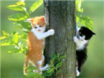 Kedi Testi İle Kendinizi Tanıyın