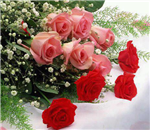 Beautiful Rose Flowers