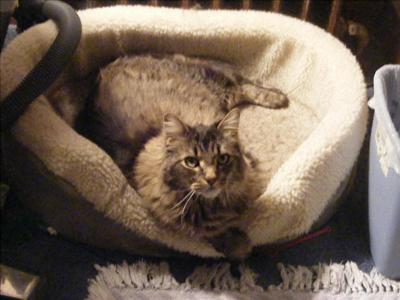 Which Baysinger Cat Are You?