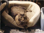 Which Baysinger Cat Are You?
