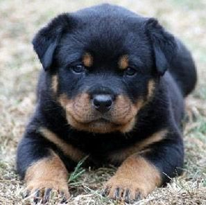 Rotvaydırmı Dobermanmı