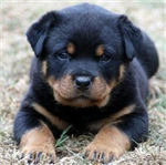 Rotvaydırmı Dobermanmı