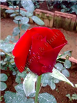 Flowers & Plants
