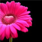 Are You In Love?