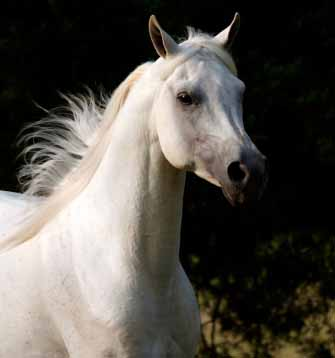 What Breed Of Horse Are You?