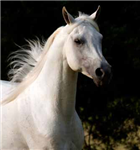 What Breed Of Horse Are You?
