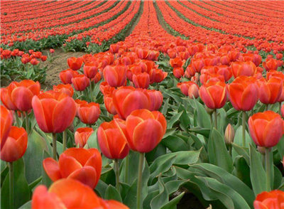 Tulips