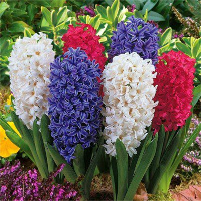 BEAUTİFUL FLOWERS
