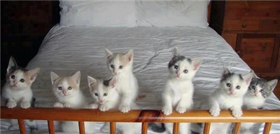 SWEET CATS