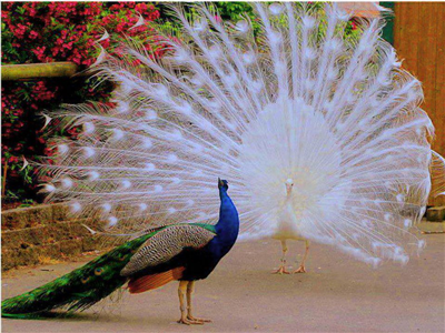 BEAUTİFUL