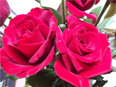 Roses