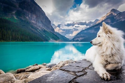 Quel Animal Tu Serais ?