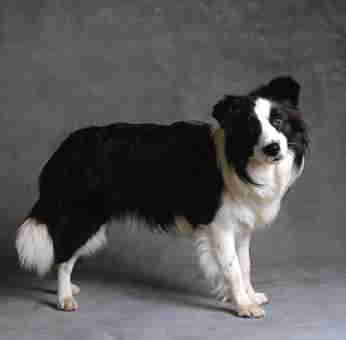 Are You A Border Collie?