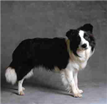 Are You A Border Collie?