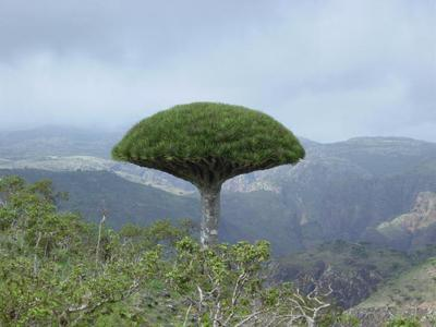 Best Yemeni Island