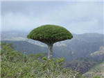 Best Yemeni Island