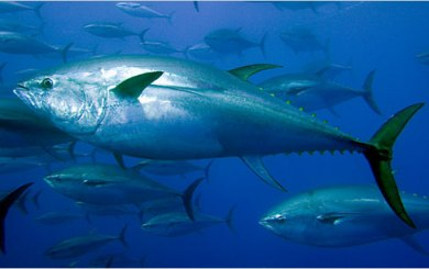 What Fish Is Joaquim?