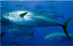 What Fish Is Joaquim?