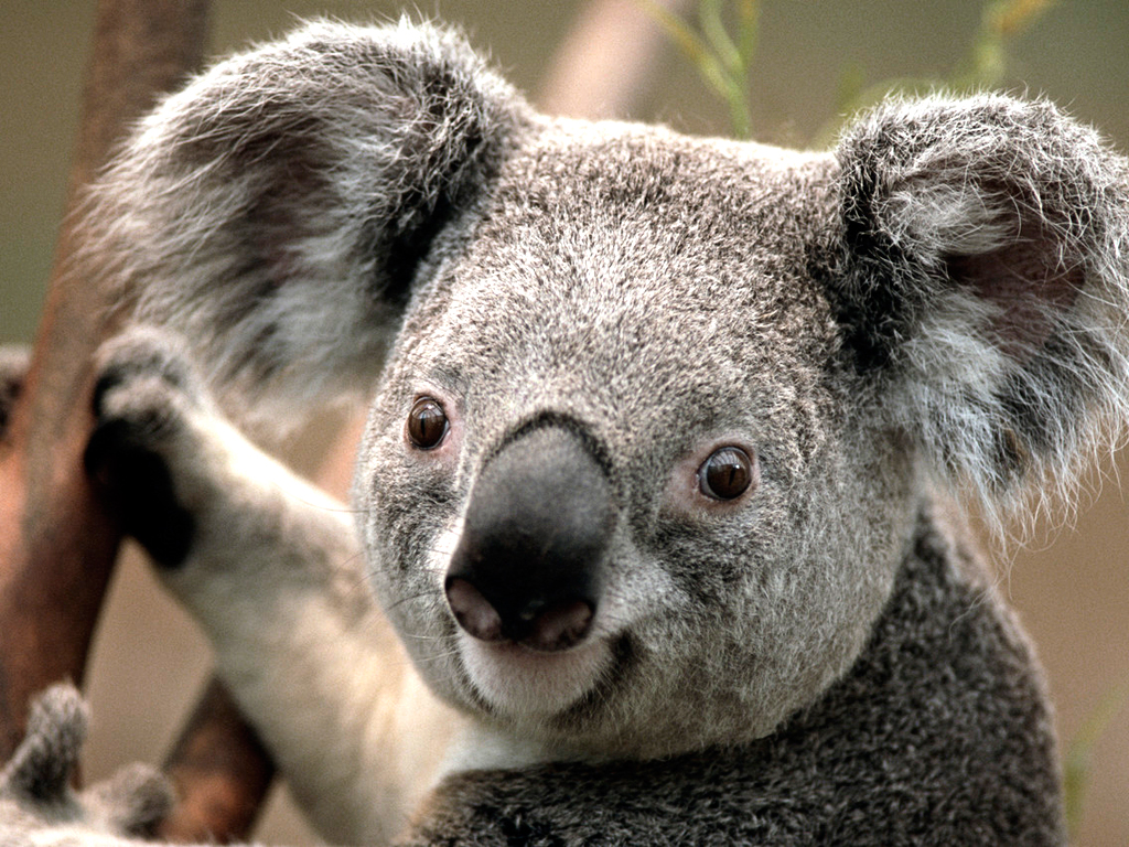 Hangi Yutubersin