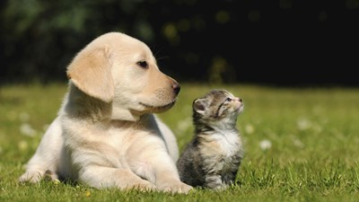 ¿Perros o gatos?