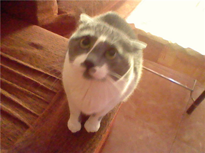 Kira