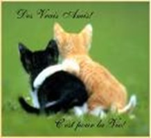 Ami Ou Pas Ami 