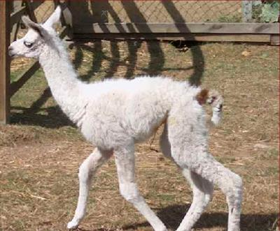 Which Llama Are You?