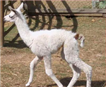 Which Llama Are You?