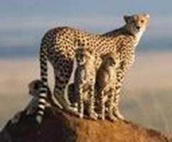 What Big Cat Are You?