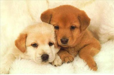 Dogs Or Cats