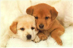 Dogs Or Cats