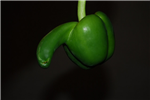 What Sexy Food Are You