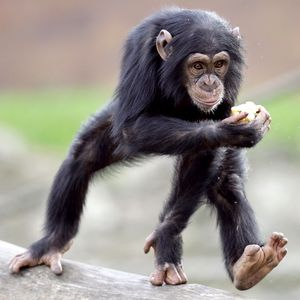How Much Of A Chimp Are You?
