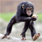 How Much Of A Chimp Are You?