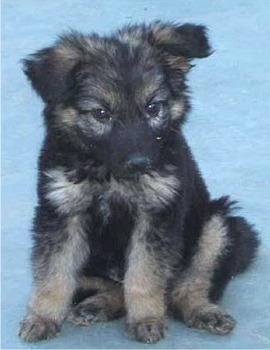 What Dog Breed Are You?
