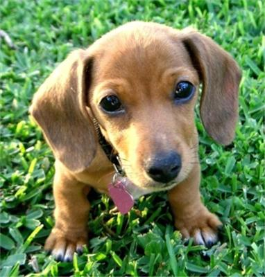 What Breed Of Dog Are You?